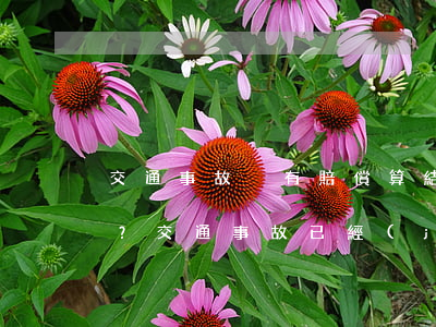 交通事故沒有賠償算結(jié)案嗎？(交通事故已經(jīng)定責(zé)傷者不結(jié)案怎么辦)
